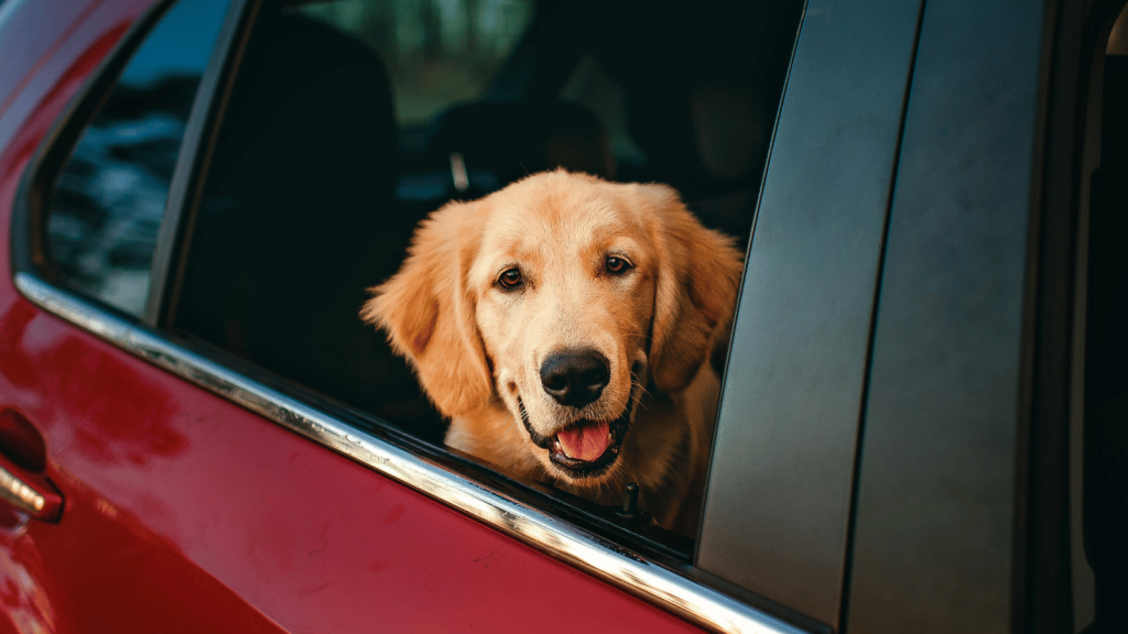 Tierhaare im Auto: 7 Probleme und was dagegen hilft