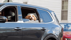 Tierhaare im Auto: 7 Probleme und was dagegen hilft